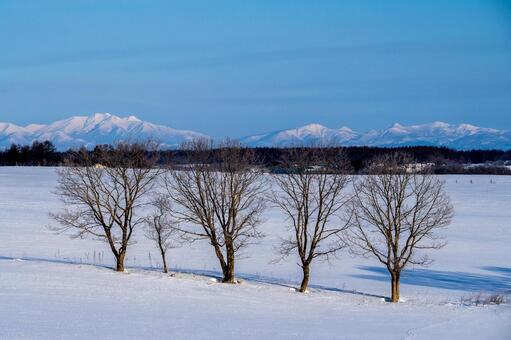 冬原に並ぶ木々と標津岳 冬景色,樹木,雪面の写真素材
