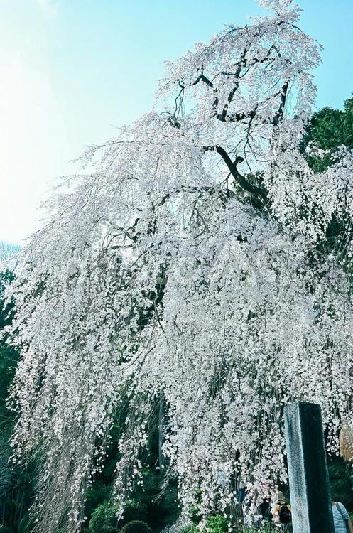 しだれ桜 桜,しだれ桜,花の写真素材