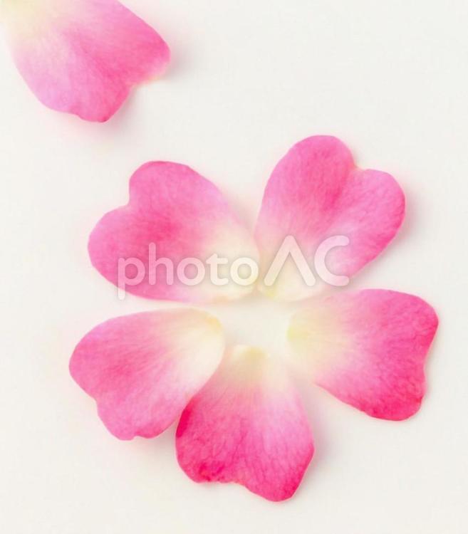 白背景にピンクのハート型の薔薇の花びら ばら,ピンク,ハート型の写真素材