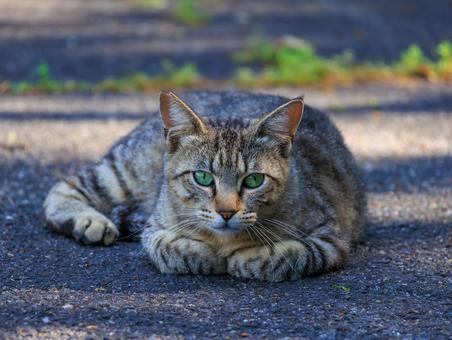 じーっとこちらを見つめる野良猫さんです。 じーっとこちらを見つめる野良猫さんです。の写真