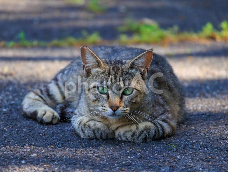 じーっとこちらを見つめる野良猫さんです。 猫,野良猫,地域猫の写真素材