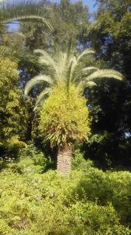 ババス02の写真