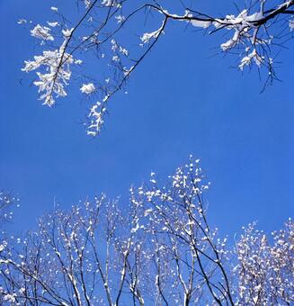 雪の花1 雪,雪が降る,枝の写真素材