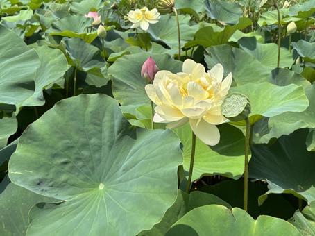 Lotus, JPG Lotus, JPG