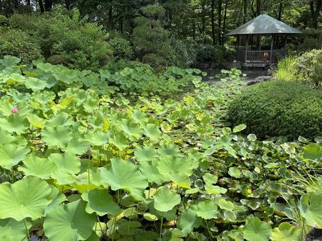 所沢航空記念公園・日本庭園の蓮池と東屋 所沢航空記念公園・日本庭園の蓮池と東屋 所沢航空記念公園,所沢,東屋の写真素材