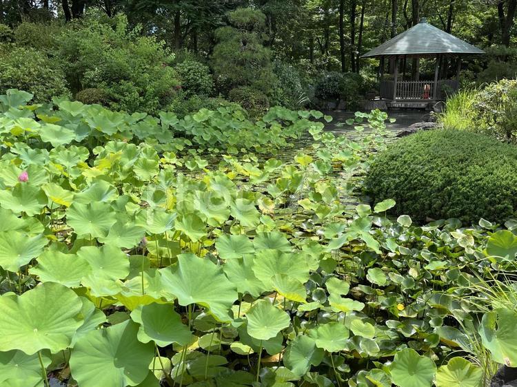 所沢航空記念公園・日本庭園の蓮池と東屋 所沢航空記念公園,所沢,東屋の写真素材