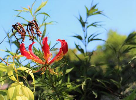 公園の夏の花 グロリオサ 公園の夏の花 グロリオサの写真
