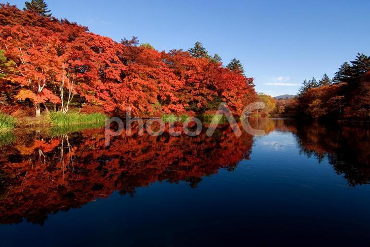 雲場池の紅葉 赤色,池,雲場池の写真素材