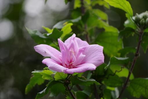 ムクゲの花 ムクゲの花の写真