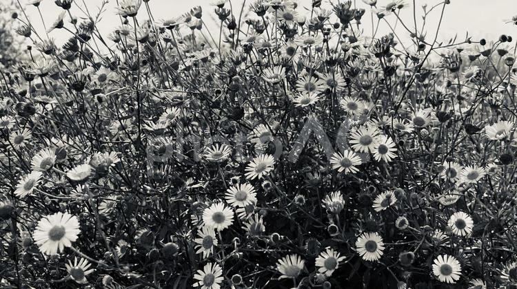 モノクロ 花,花壇,小さな花の写真素材