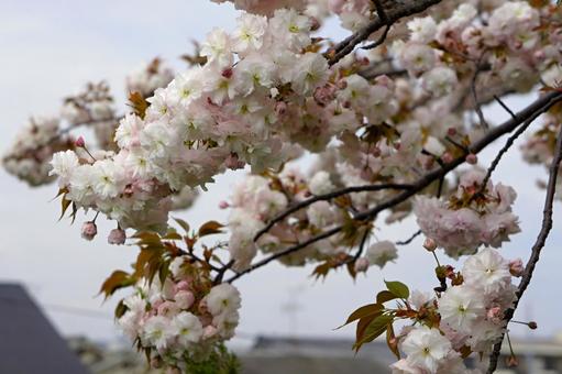 八重桜 八重桜の写真