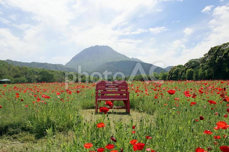 しまばら火張山花公園のポピーと椅子 ポピー,赤,花びらの写真素材