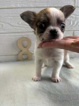 きょうのわんこの写真