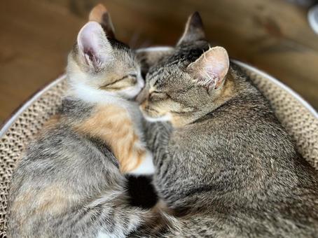 三毛猫 キジトラ お昼寝アップ 三毛猫 キジトラ お昼寝アップの写真