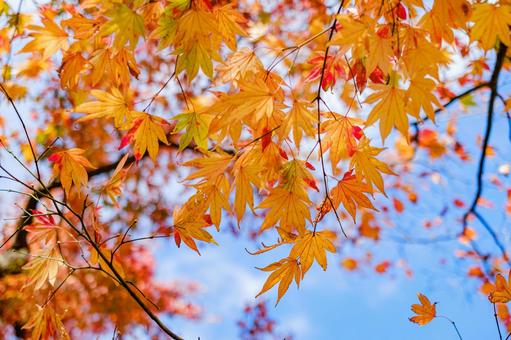 ［季節のイメージ］紅葉｜もみじ 紅葉,もみじ,楓の写真素材