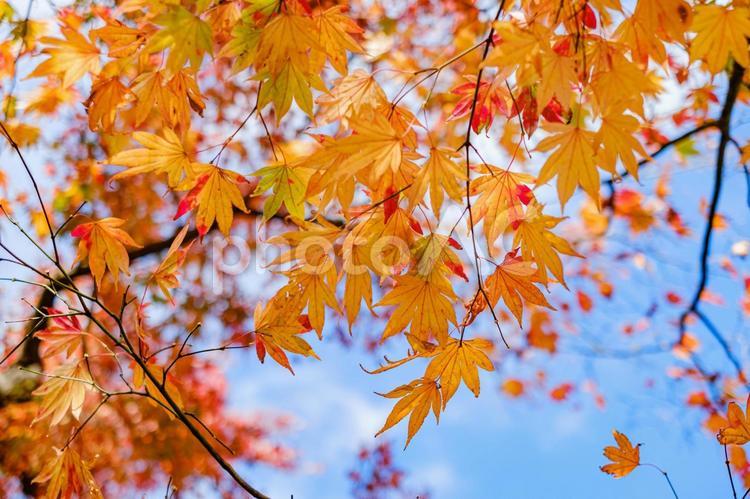 ［街角スナップ］紅葉の季節｜もみじ もみじ,モミジ,かえでの写真素材