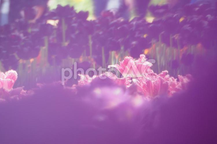 木漏れ日に照らされるピンクのチューリップ チューリップ,ピンク,花の写真素材