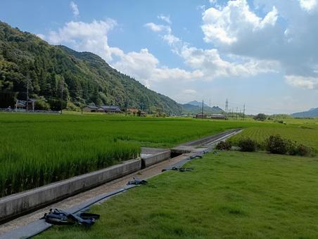 夏の田んぼ 夏の田んぼ 田んぼ,青田,田の写真素材