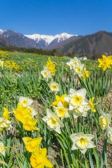 スイセン スイセン,水仙,山野草の写真素材