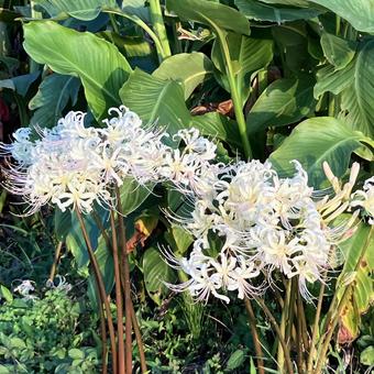 花★彼岸花・曼殊沙華（白） 彼岸花,曼殊沙華,白の写真素材