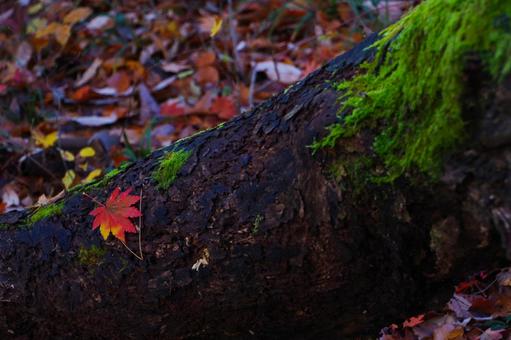 秋の落ち葉 紅葉,秋,植物の写真素材
