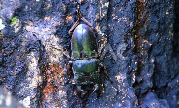 樹液を吸うクワガタとアリ クワガタムシ,昆虫,虫の写真素材