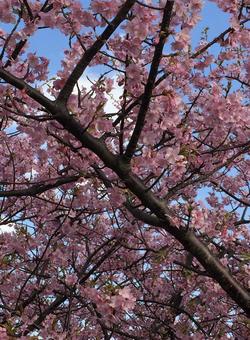 Kawazu cherry blossoms, JPG