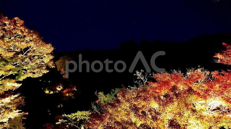 千葉県養老渓谷　夜の粟又の滝付近の紅葉 紅葉,粟又の滝,養老渓谷の写真素材