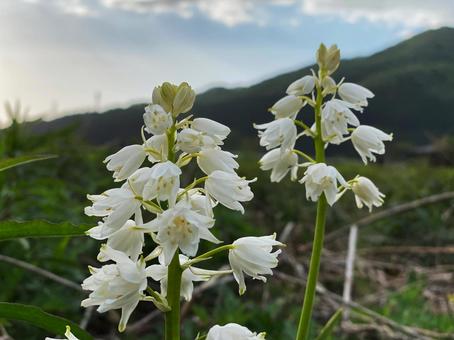  ツリガネズイセン ツリガネズイセン,白い花,春の写真素材