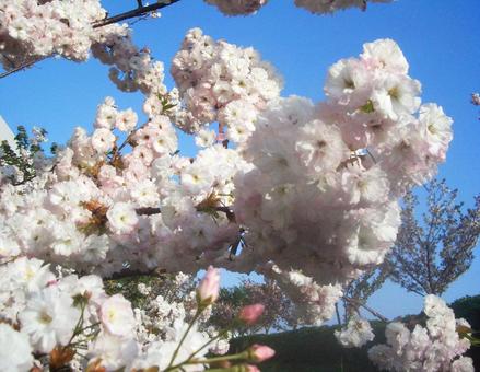 八重桜 八重桜の写真