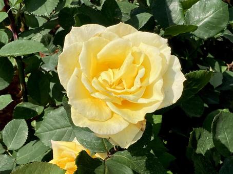バラ バラ バラ,薔薇,ローズの写真素材
