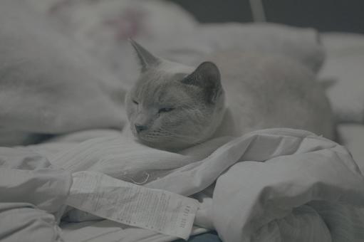 The laid-back daily life of a house cat, JPG