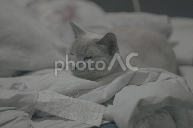 のんびりとした家猫の日常 猫,ロシアンブルー,アップショットの写真素材