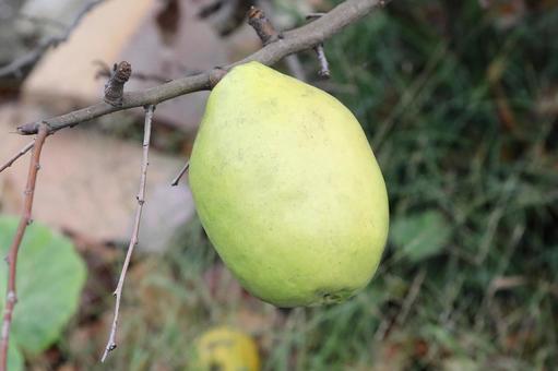 かりんの木なり 植物,果物,花梨の写真素材