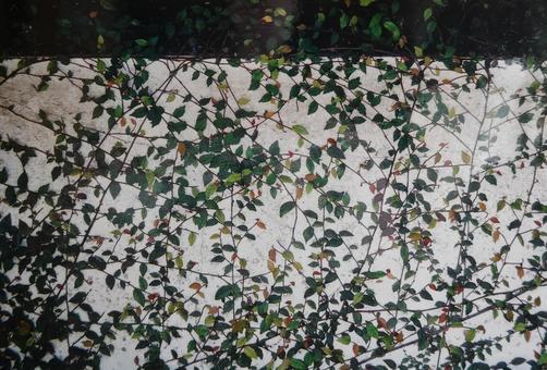 壁一面に緑のつる植物 壁一面に緑のつる植物 テクスチャ,壁紙,背景の写真素材