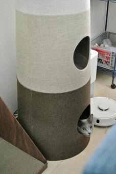 キャットタワーから見つめる猫 キャットタワーから見つめる猫の写真