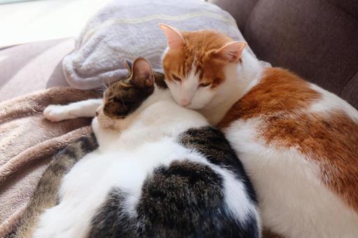 仲良し猫_36 仲良し猫_36 ねこ,猫画像,catの写真素材
