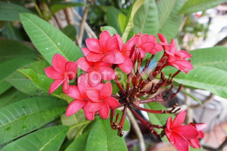 花　赤　自然　アップ　 花,赤,ピンクの写真素材