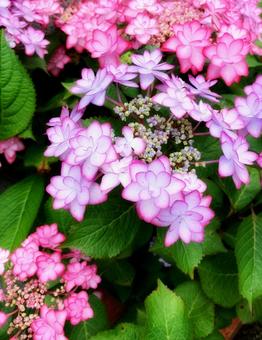 紫陽花 ヒナマツリの写真