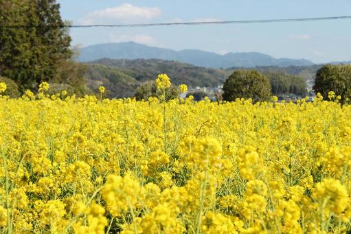 菜の花 菜の花,菜種,美しいの写真素材