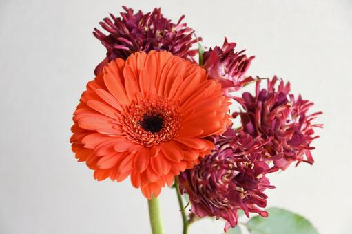 紅華美とガーベラ 紅華美とガーベラ 紅華美,ガーベラ,スプレーばらの写真素材
