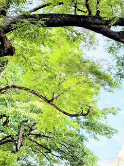 下から見上げた大きな木 下から見上げた大きな木 緑,木,自然の写真素材