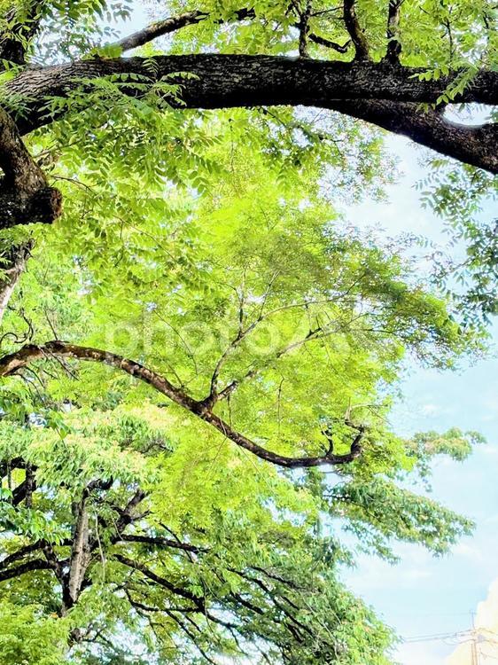 下から見上げた大きな木 緑,木,自然の写真素材