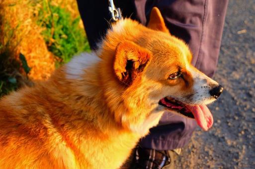 犬 犬の写真