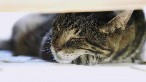 猫の寝顔 猫の寝顔 猫,野良猫,寝顔の写真素材