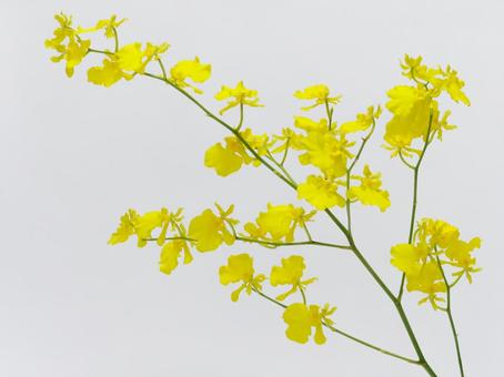 黄色のオンシジウム 黄色のオンシジウムの写真