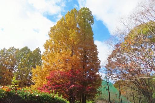紅葉した木々 紅葉した木々の写真