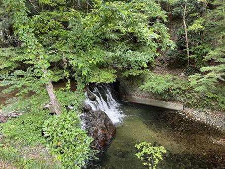明治の森 箕面国定公園 箕面,新緑,青もみじの写真素材