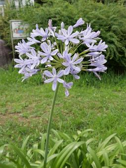 Photo, agapanthus, purple clam, plant, 