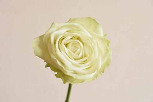 緑のばら 緑,花,ばらの写真素材